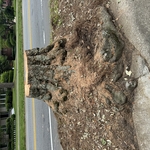 Stump(1)