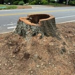 Stump(1)