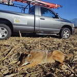 Predator control
