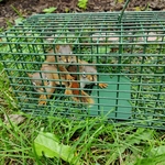 Red squirrels
