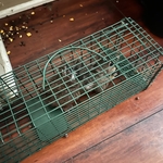 Gray squirrel