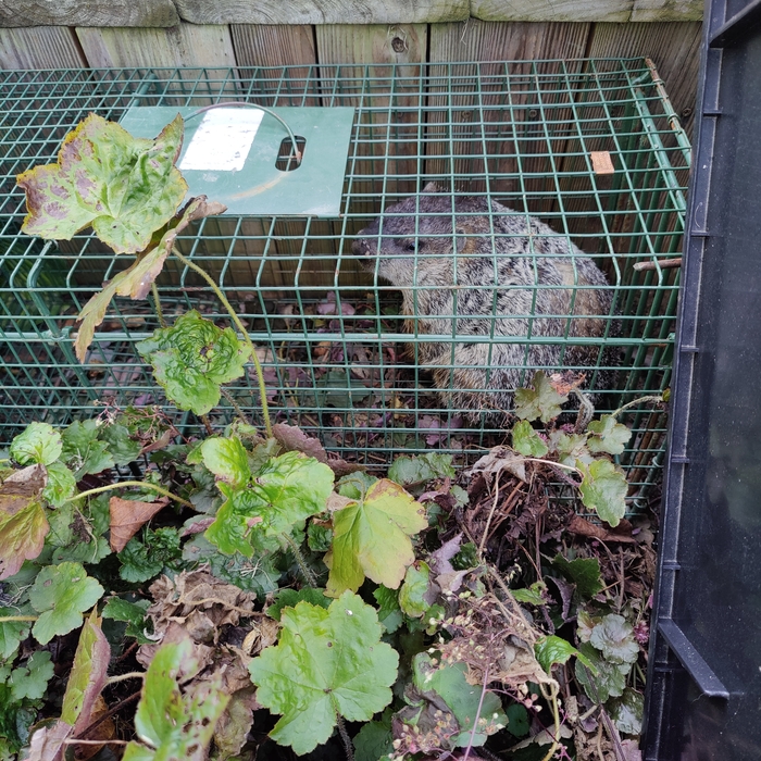 Groundhog