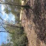 Fence Clearing