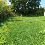 Mid Lawn
