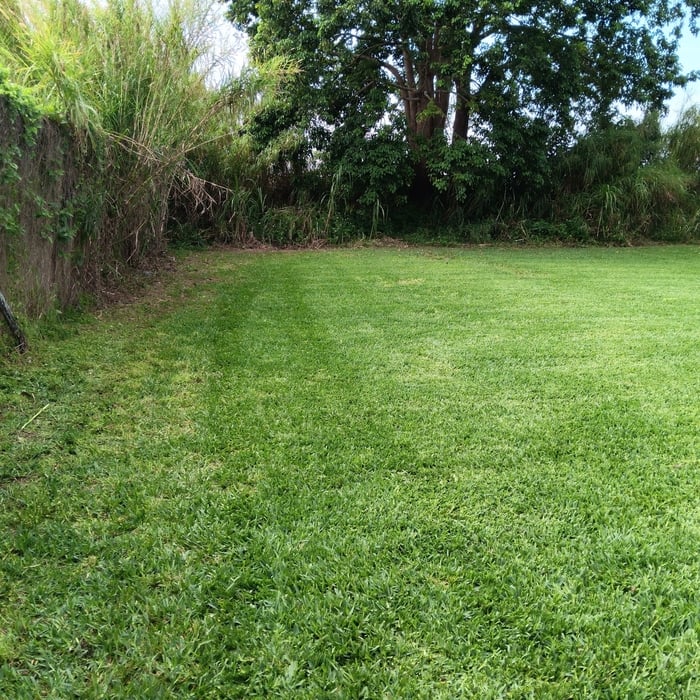 Mid Lawn