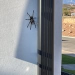 Big dude!