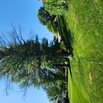 Initial Tree