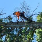 Removing branchs