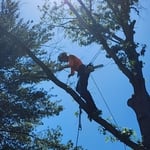 Tree Job 10918