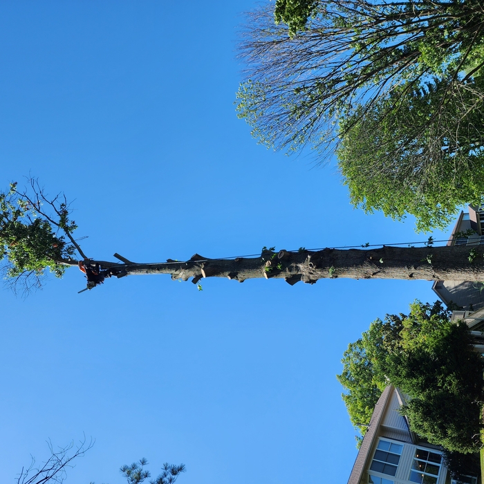 Final Branch removals