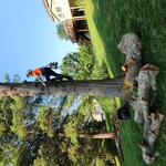 Trunk removal 2