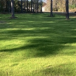 Lush And Green