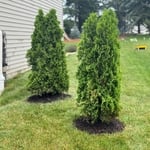pines with fresh edging