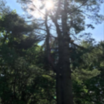 Tree 1