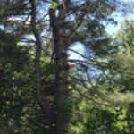 Tree 2