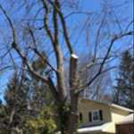 Tree 3
