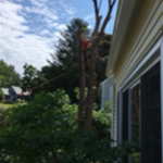 Tree 4