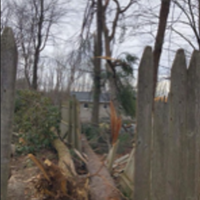 Tree 5