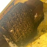 Full Hive