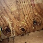 Hive and Bees Removed