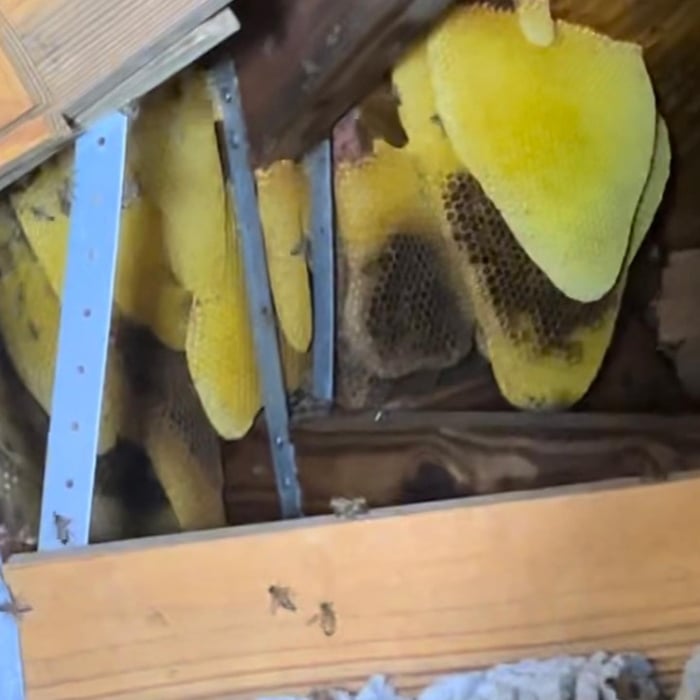 Hive of Bee in an Attic