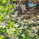 Tree Service