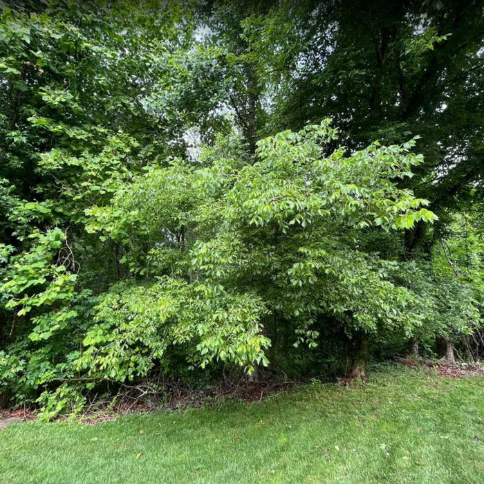 Tree Service