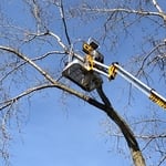 Cutting and Removal Tree