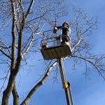 Cutting and Removal Tree