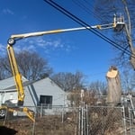 Cutting and Removal Tree