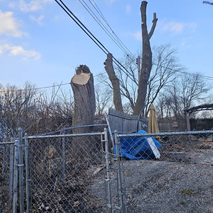 Cutting and Removal Tree