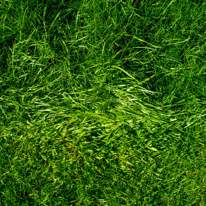 The line in the Grass