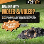 Mole & Vole
