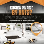 Kitchen Invaded By Ants ?