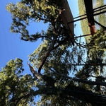 Removing broken branches