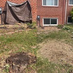 Front yard