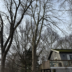 tree removal