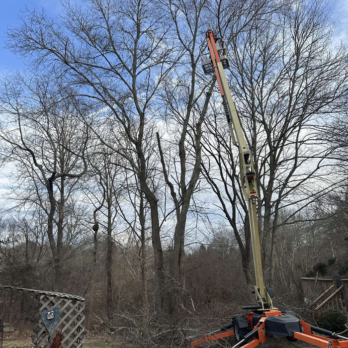 tree removal