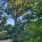 White oak