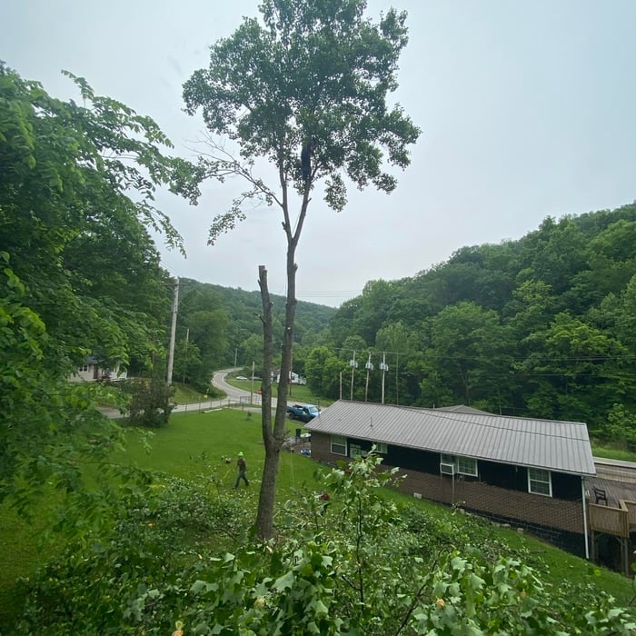 White oka