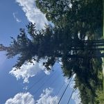 Yellow Pines Before