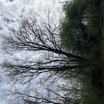 Locust tree before