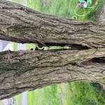 Locust tree damage