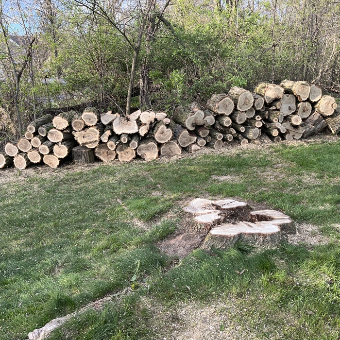 Locust tree after