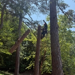 Tree removal