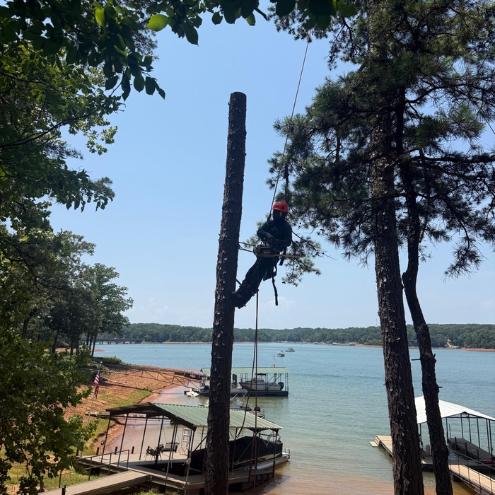 Tree removal