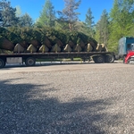 Norway Spruce in 60” balls