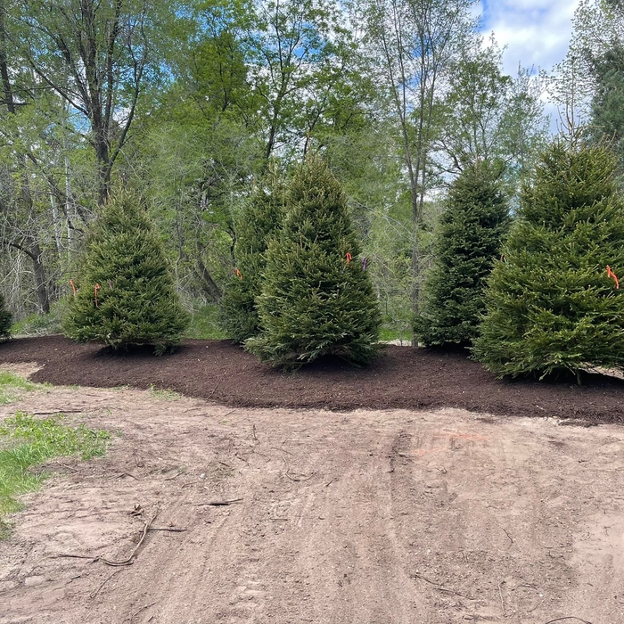 Planted