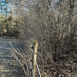 Brush Clearing (Before)