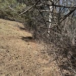 Brush Clearing (Before)